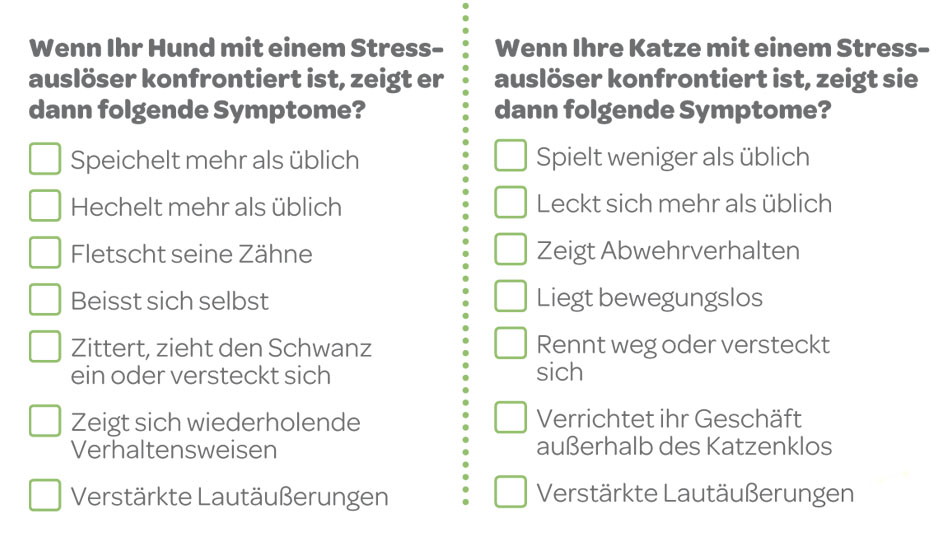 Katze Zieht Ein Checkliste