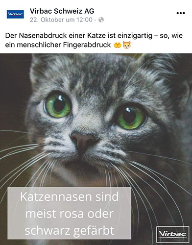 Facebook_Katze_dt.png