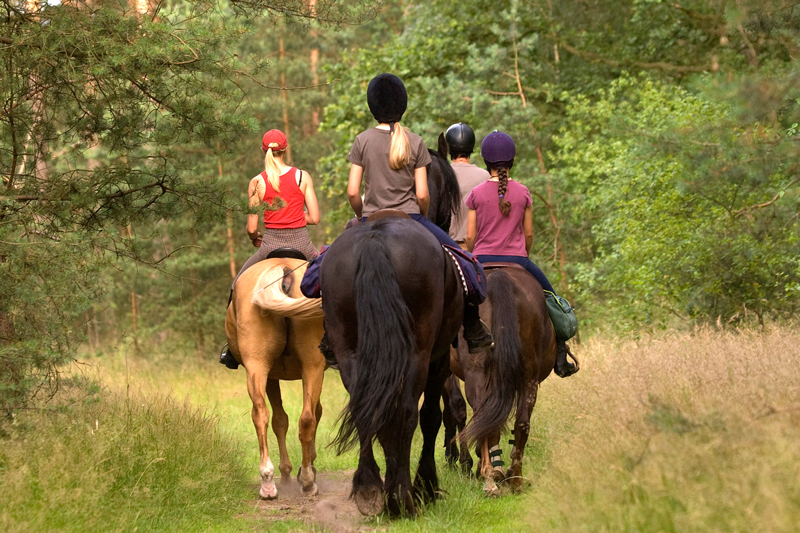 Reiter-Wald-800x.png