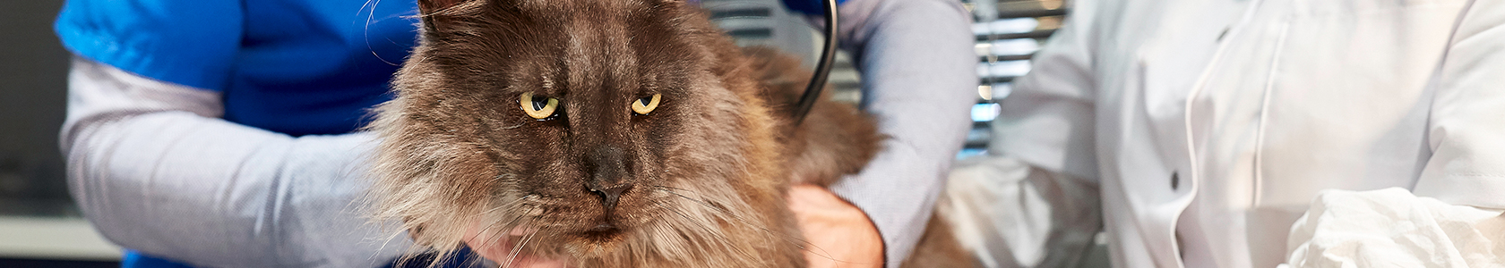 La Leucemie Feline Qu Est Ce Que C Est