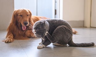 Golden retriever and British short hair cat