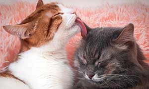 La leucose féline (FeLV)