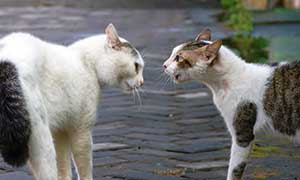 Immunschwaechevirus-300x180.jpg