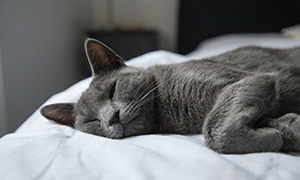 L'arthrose chez le chat