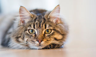 La maladie rénale chronique du chat