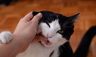 Problèmes dentaires chez le chat