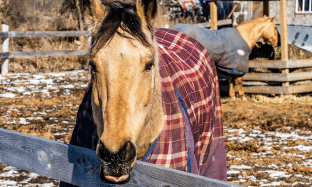 Pferd-Eindecken-2-312x187.png