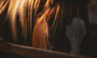 Preview_Disease_Cheval_1_312x187.jpg
