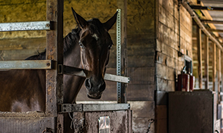 EQUIREPELL SPRAY - Anti-insectes pour cheval et cavalier