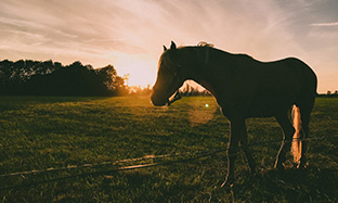 Rasche Hilfe bei Juckreiz