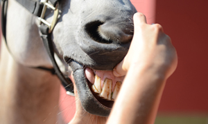 Zahnprobleme beim Pferd