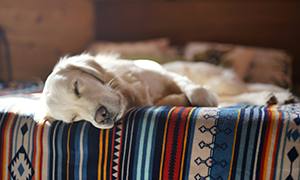 Le syndrome de Cushing-chez le chien