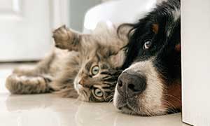 Chronische Nierenerkrankung