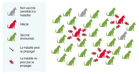 PopulationHund1fr.JPG