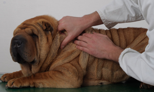 Pyodermie - l'infection bactérielle de la peau