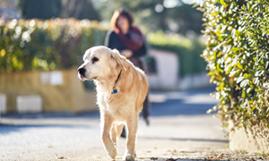 Qu'est-ce que c'est la leishmaniose du chien?